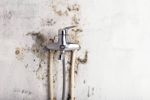 Best Mold Remediation  in Houston, PA