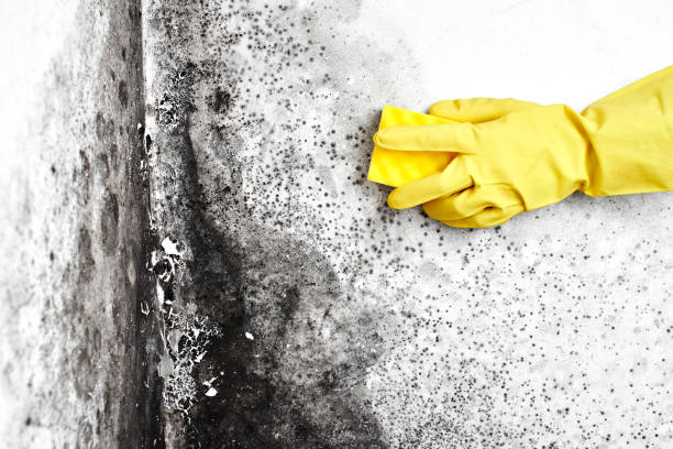 Best Fast Mold Removal  in Houston, PA