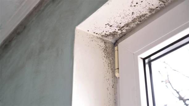 Best Mold Cleaning Services  in Houston, PA