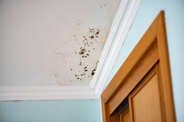 Mold Removal and Inspection in Houston, PA