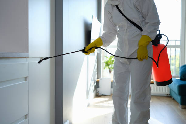 Best Fast Mold Removal  in Houston, PA