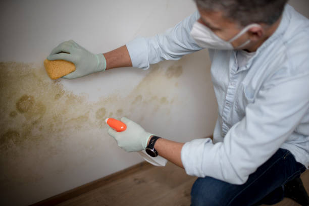 Best Water Damage Restoration  in Houston, PA