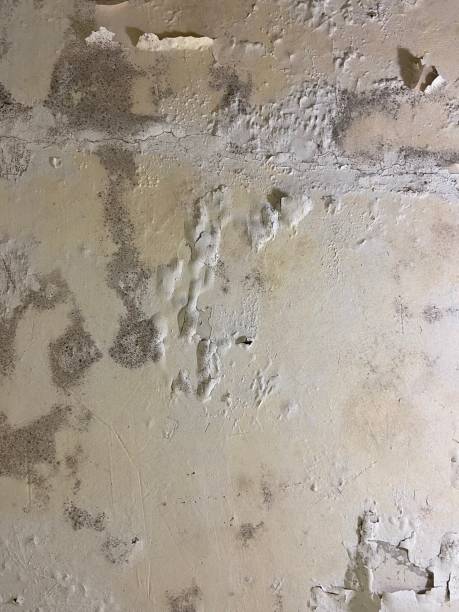 Best Affordable Mold Removal  in Houston, PA