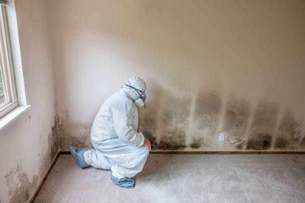 Crawl Space Mold Removal in Houston, PA