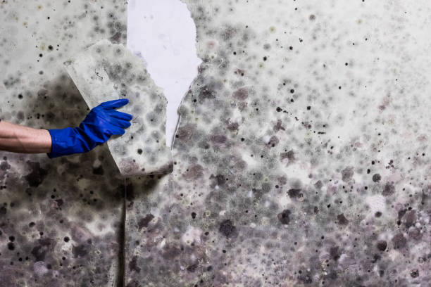 Best Professional Mold Removal  in Houston, PA
