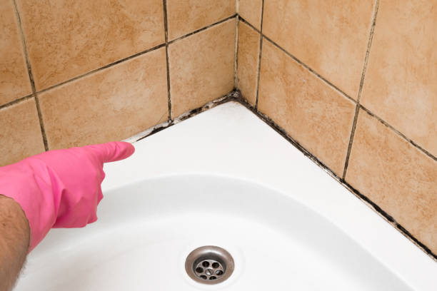 Best Residential Mold Removal  in Houston, PA